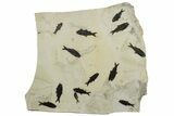 Wide, Natural Fossil Fish Mortality Plate - Great Wall Mount #224616-1